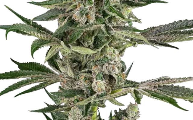 Bad Apple Feminized (Sensi Seeds) – Pflanze