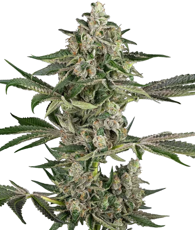 Bad Apple Feminized (Sensi Seeds) – Pflanze