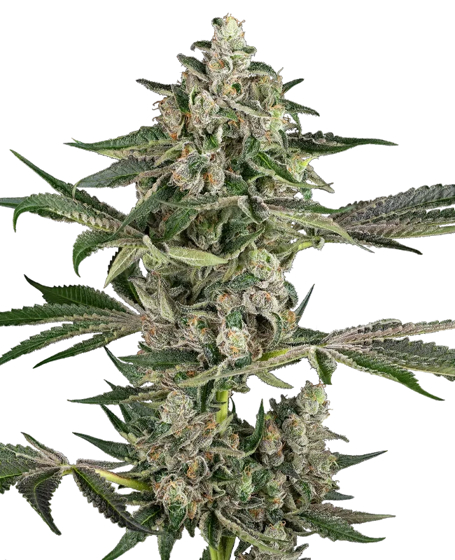 Bad Apple Feminized (Sensi Seeds) – Pflanze