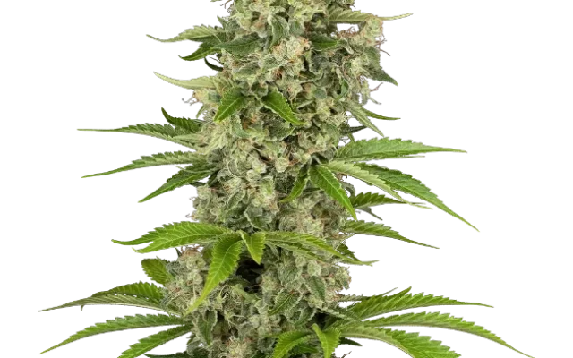 Béluga Blanc Feminized (Sensi Seeds) – Pflanze