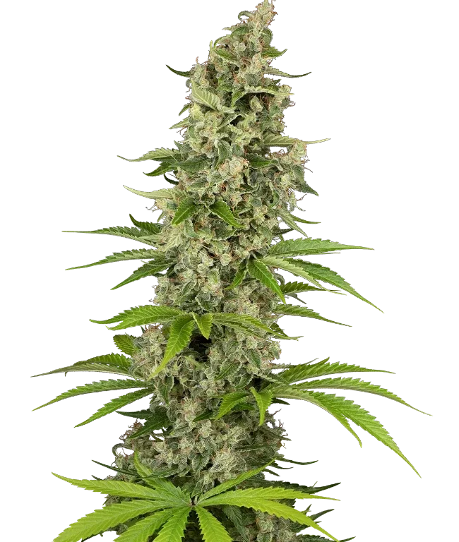 Béluga Blanc Feminized (Sensi Seeds) – Pflanze