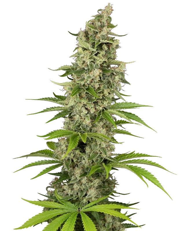 Béluga Blanc Feminized (Sensi Seeds) – Pflanze