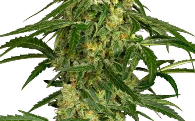 Kandiz Automatic (Sensi Seeds) – Pflanze