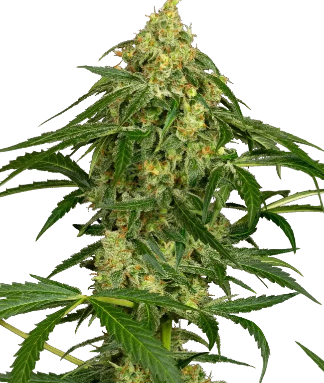 Kandiz Automatic (Sensi Seeds) – Pflanze