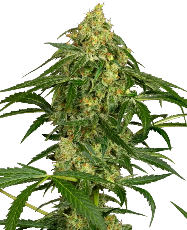 Kandiz Automatic (Sensi Seeds) – Pflanze