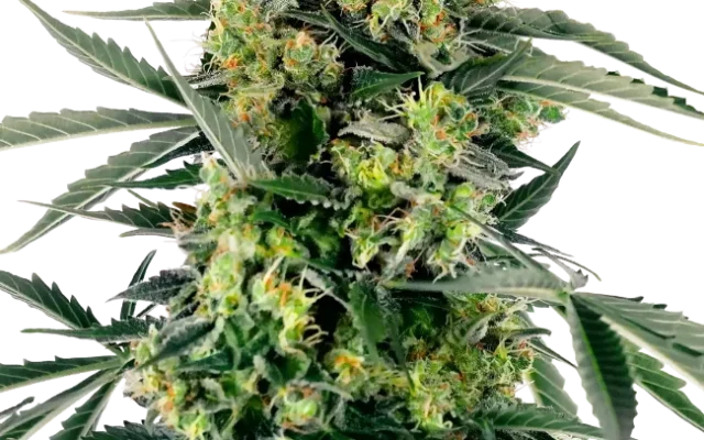 Blueberry Candiez Automatic (Research) – Pflanze