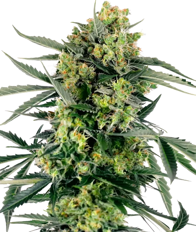 Blueberry Candiez Automatic (Research) – Pflanze