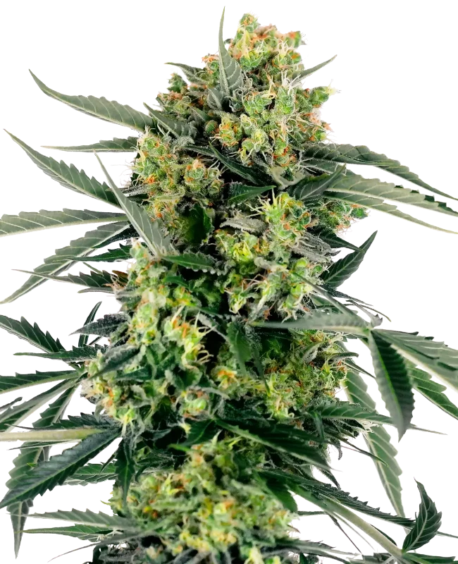 Blueberry Candiez Automatic (Research) – Pflanze