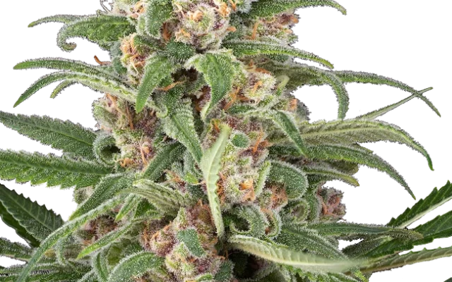 Cassis Automatic (Sensi Seeds) – Pflanze