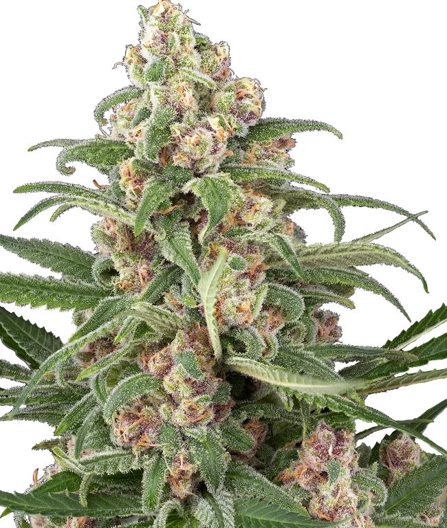Cassis Automatic (Sensi Seeds) – Pflanze