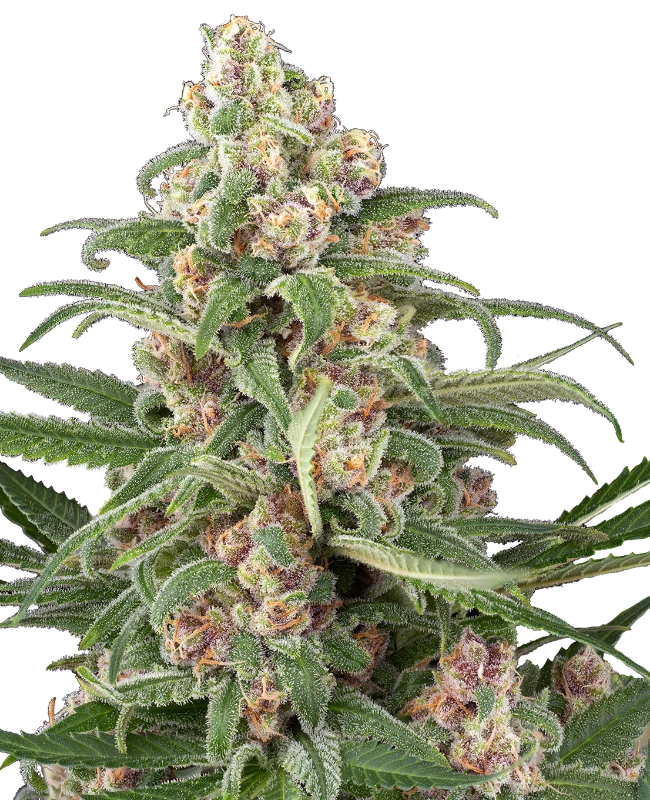 Cassis Automatic (Sensi Seeds) – Pflanze