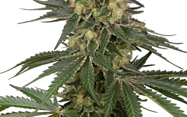 Berliner Automatic (Sensi Seeds) – Pflanze