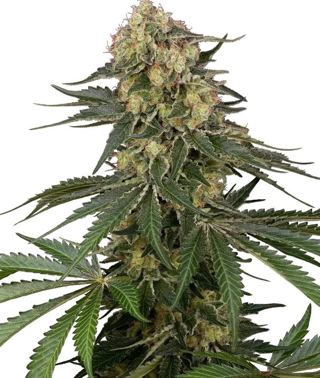 Berliner Automatic (Sensi Seeds) – Pflanze