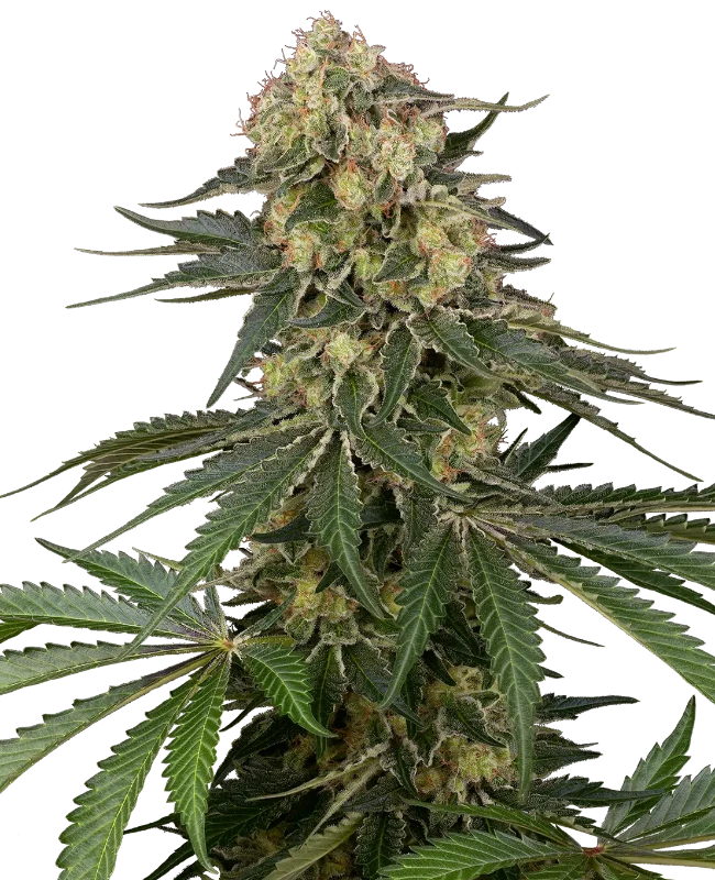 Berliner Automatic (Sensi Seeds) – Pflanze