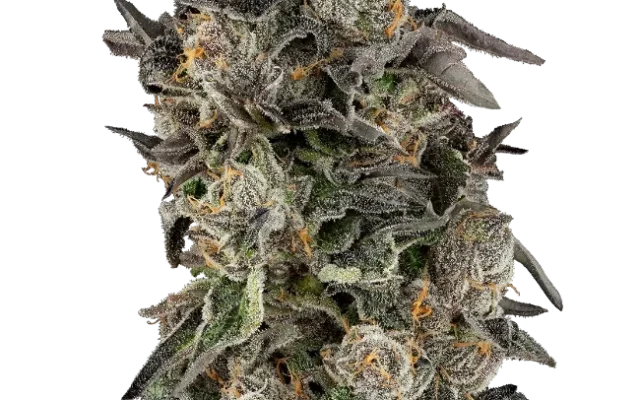 Cherry Strudel Feminized (Sensi Seeds) – Pflanze