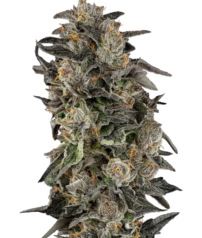 Cherry Strudel Feminized (Sensi Seeds) – Pflanze