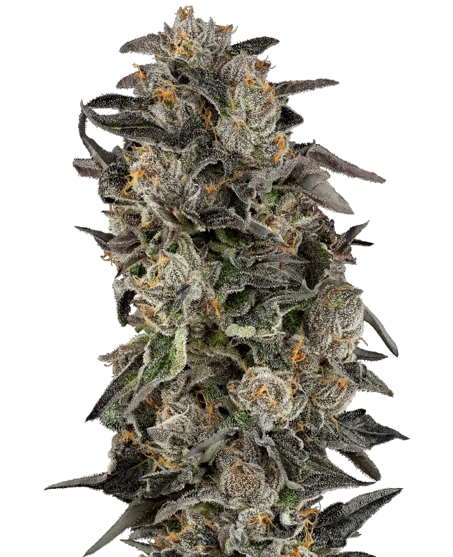 Cherry Strudel Feminized (Sensi Seeds) – Pflanze