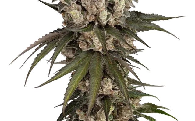 Gelauto Kush Automatic (Sensi Seeds) – Pflanze