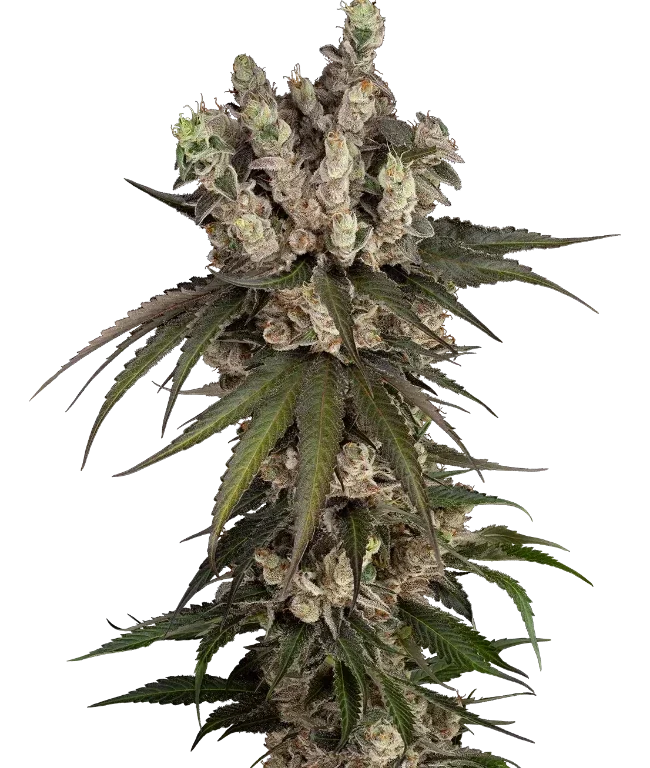 Gelauto Kush Automatic (Sensi Seeds) – Pflanze