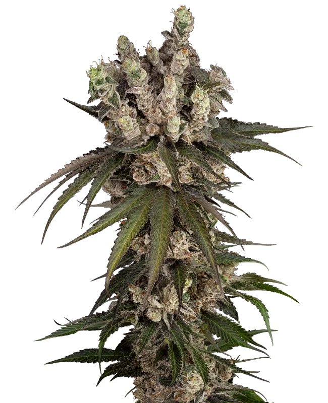 Gelauto Kush Automatic (Sensi Seeds) – Pflanze