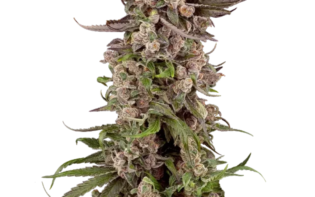 Tropicana Cherry Gelato Feminized (Sensi Seeds) – Pflanze