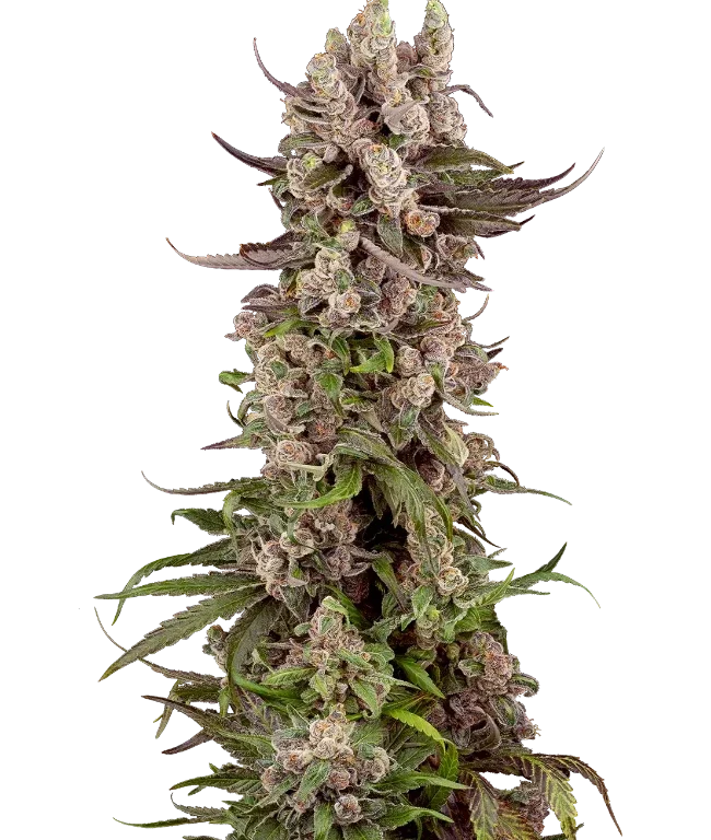 Tropicana Cherry Gelato Feminized (Sensi Seeds) – Pflanze