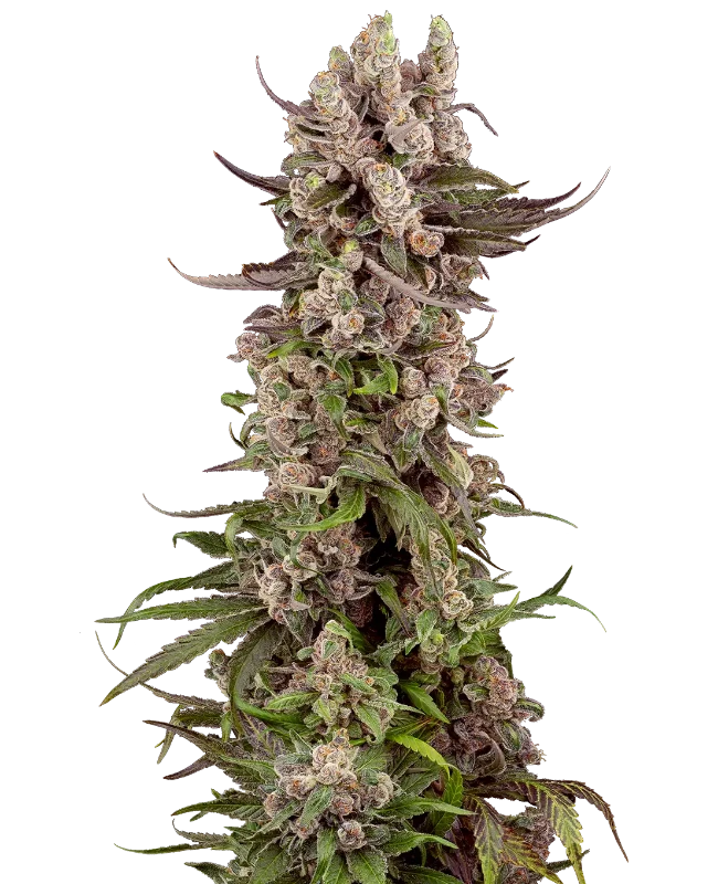 Tropicana Cherry Gelato Feminized (Sensi Seeds) – Pflanze