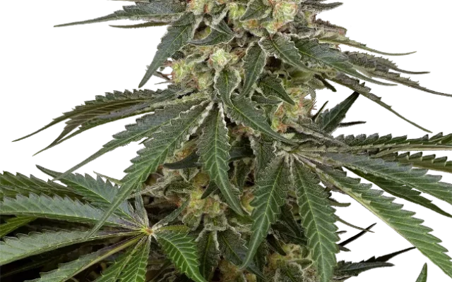 Sensi Supreme Angel's Bliss CBD F1 Automatic (Sensi Seeds) – Pflanze