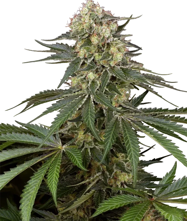 Sensi Supreme Angel's Bliss CBD F1 Automatic (Sensi Seeds) – Pflanze