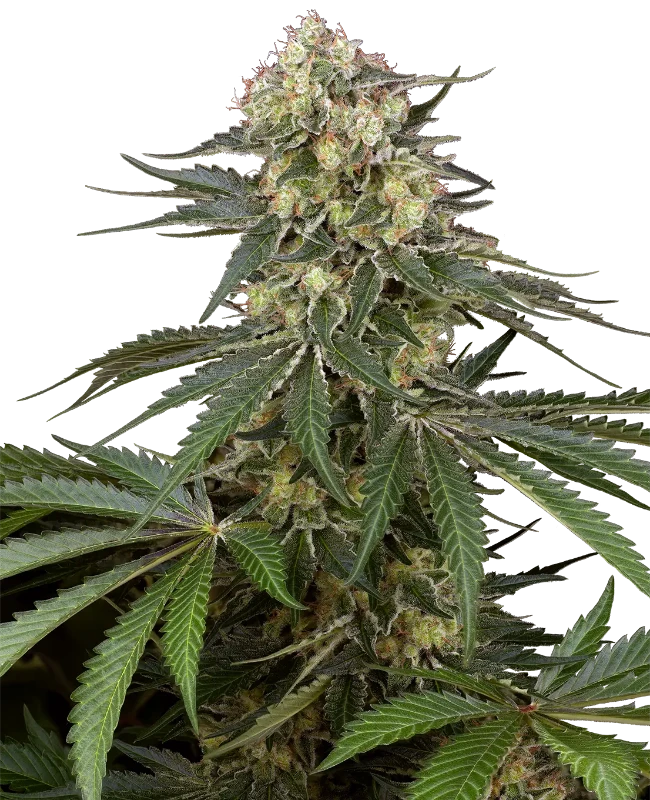 Sensi Supreme Angel's Bliss CBD F1 Automatic (Sensi Seeds) – Pflanze