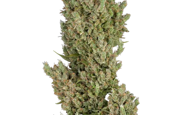 Sensi Supreme Jack F1 Automatic (Sensi Seeds) – Pflanze