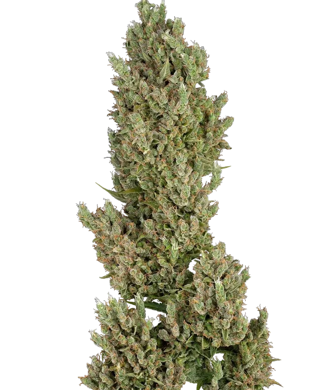 Sensi Supreme Jack F1 Automatic (Sensi Seeds) – Pflanze