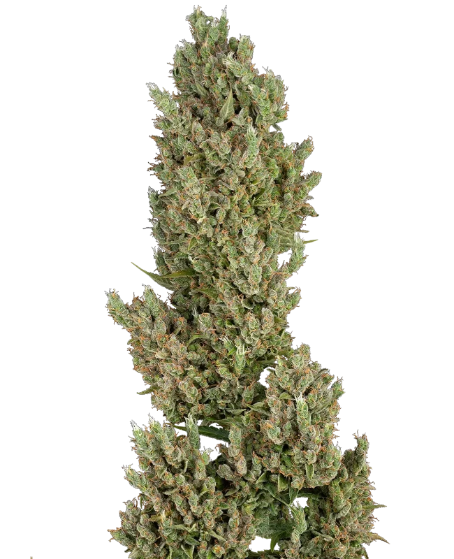 Sensi Supreme Jack F1 Automatic (Sensi Seeds) – Pflanze