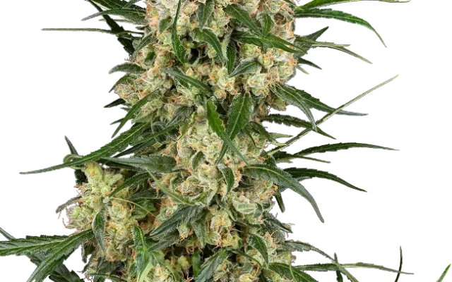 Sensi Supreme Oak F1 Automatic (Sensi Seeds) – Pflanze