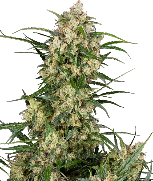 Sensi Supreme Oak F1 Automatic (Sensi Seeds) – Pflanze