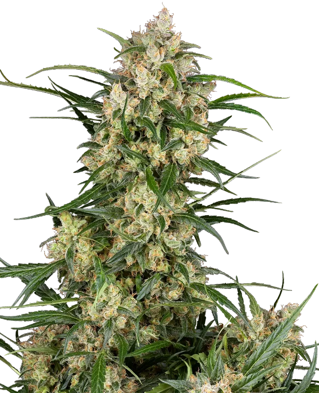 Sensi Supreme Oak F1 Automatic (Sensi Seeds) – Pflanze