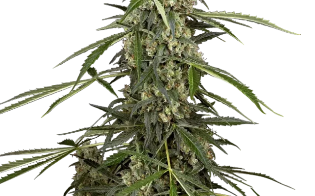 Sensi Supreme Skunk F1 Automatic (Sensi Seeds) – Pflanze