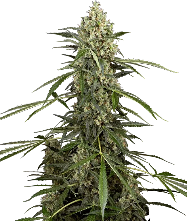 Sensi Supreme Skunk F1 Automatic (Sensi Seeds) – Pflanze