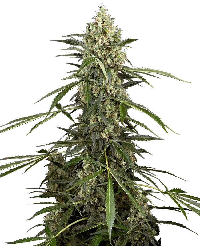 Sensi Supreme Skunk F1 Automatic (Sensi Seeds) – Pflanze