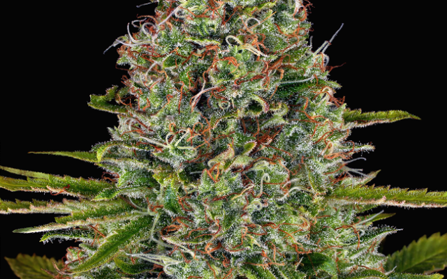 Afghan Reguläre (Weed Seed Shop) – offizielles Produktbild