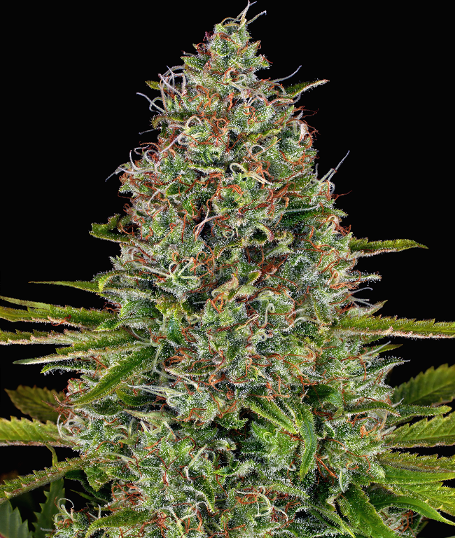 Afghan Reguläre (Weed Seed Shop) – offizielles Produktbild