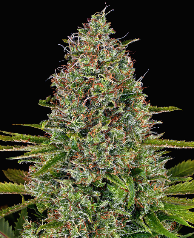 Afghan Reguläre (Weed Seed Shop) – offizielles Produktbild