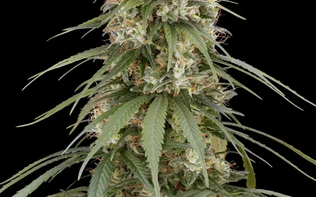 Holland´s Hope Reguläre (Weed Seed Shop) – offizielles Produktbild