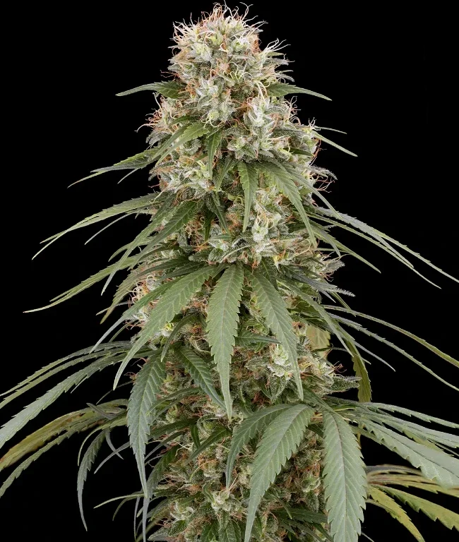 Holland´s Hope Reguläre (Weed Seed Shop) – offizielles Produktbild
