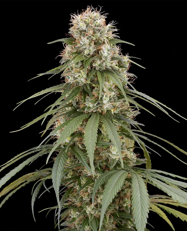 Holland´s Hope Reguläre (Weed Seed Shop) – offizielles Produktbild