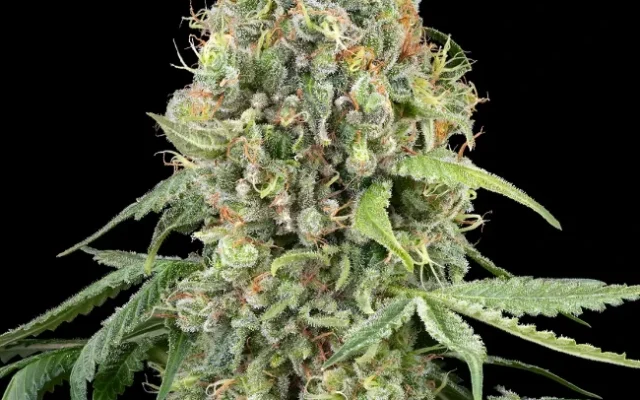 WSS Skunk Autoflowering (Weed Seed Shop) – offizielles Produktbild