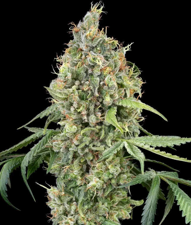 WSS Skunk Autoflowering (Weed Seed Shop) – offizielles Produktbild