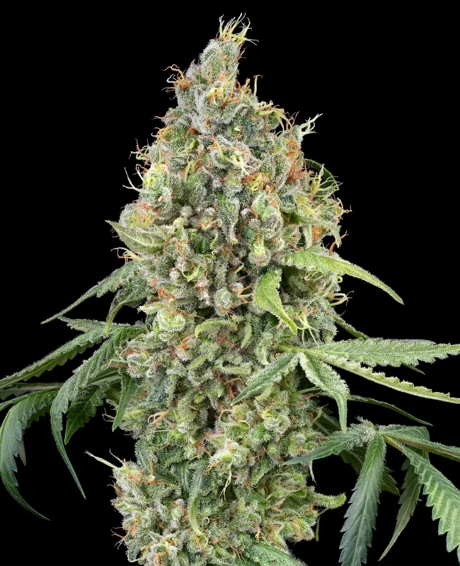 WSS Skunk Autoflowering (Weed Seed Shop) – offizielles Produktbild