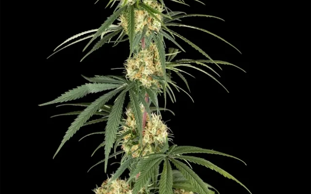 Haze Autoflowering (Weed Seed Shop) – offizielles Produktbild