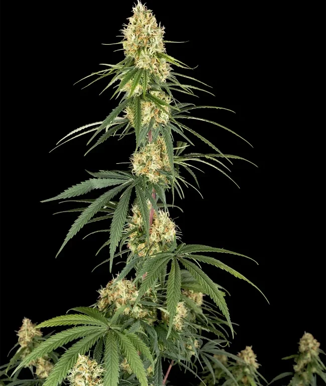 Haze Autoflowering (Weed Seed Shop) – offizielles Produktbild